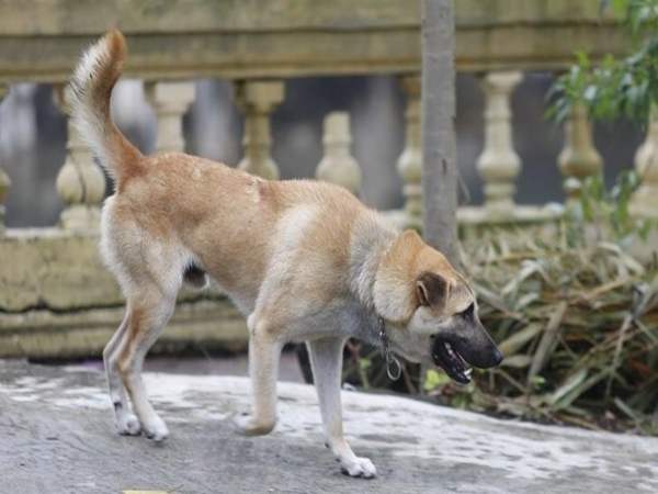 Mơ thấy chó cắn người khác