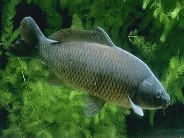 Mơ thấy cá bơi lội trong nước Mơ thấy cá bơi lội trong nước