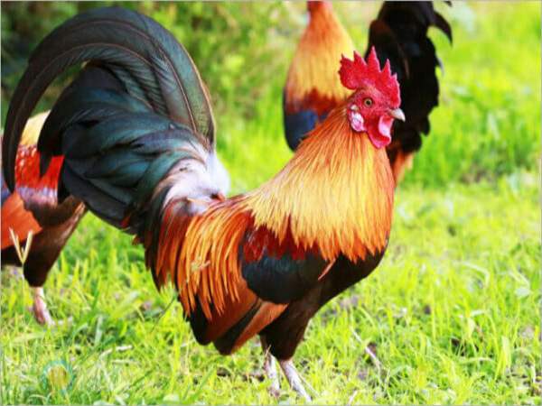 Mơ thấy gà trống con gì Mơ thấy gà trống con gì