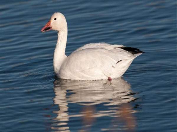 Mơ thấy ngỗng con gì dễ thắng Mơ thấy ngỗng con gì dễ thắng