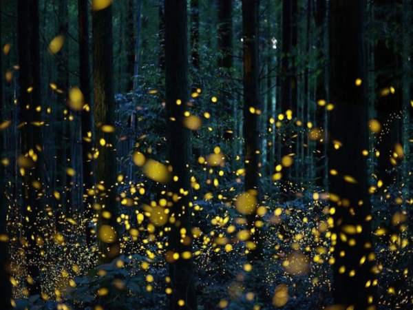 Mơ thấy đom đóm đánh con gì phát tài? 