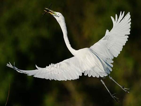 Chiêm bao thấy cò bay sải cánh Chiêm bao thấy cò bay sải cánh