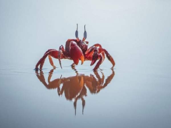 Mơ thấy cua điềm gì? số gì?