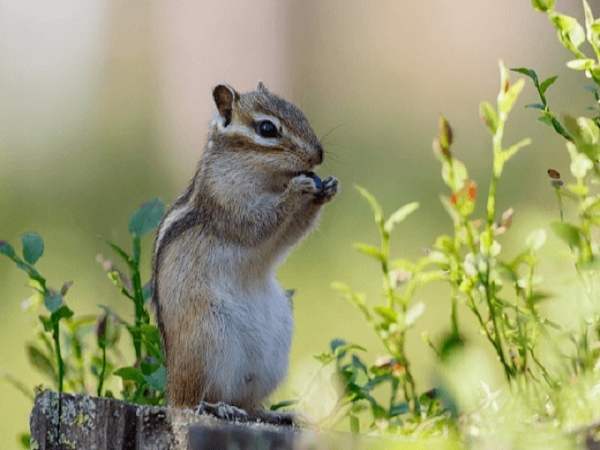 Nằm mơ thấy con sóc con gì đổi vận Nằm mơ thấy con sóc con gì đổi vận