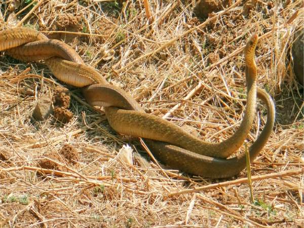 Mơ thấy 2 con rắn vàng Mơ thấy 2 con rắn vàng