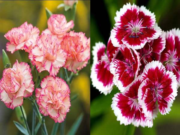 Mơ thấy hoa cẩm chướng đang nở