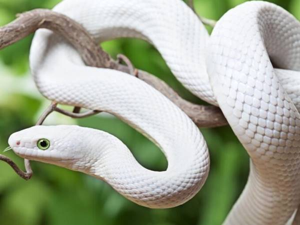 Phân tích ý nghĩa giấc mơ thấy con rắn trắng dự báo điềm lành hay xui sắp tới?