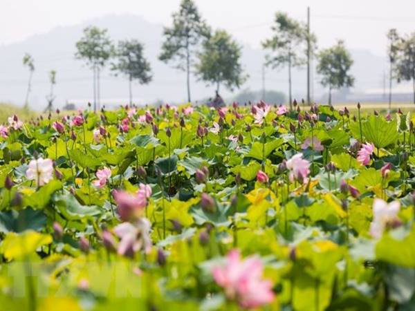 Nhìn thấy ao hoa sen xuất hiện bộ số may mắn nào 2