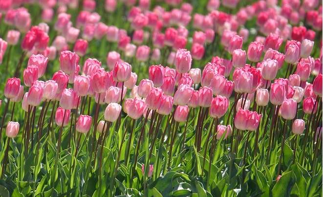 Nhìn thấy cánh đồng hoa tulip rộng lớn