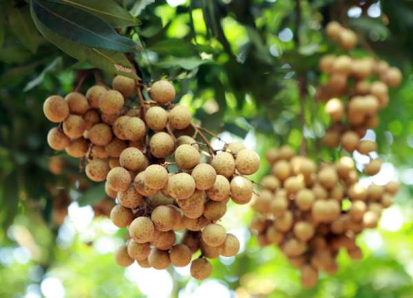Điềm báo nhìn thấy quả nhãn có liên quan đến tài lộc?