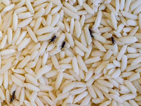 Nằm mơ thấy con mọt là điềm báo gì