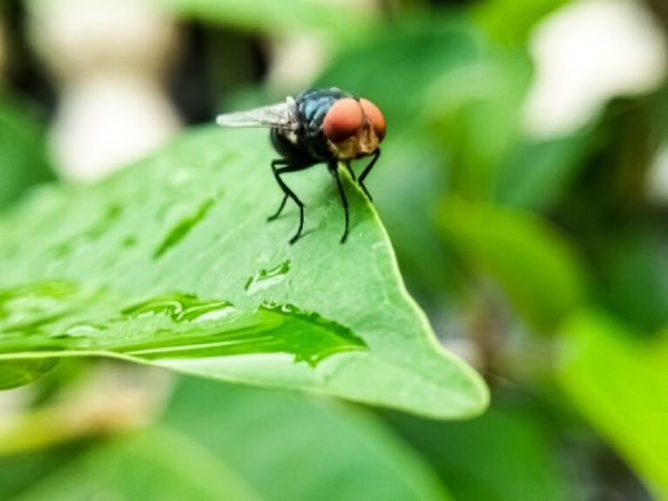 Mơ thấy con ruồi chết
