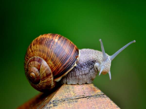 mơ thấy ốc sên ý nghĩa gì mơ thấy ốc sên ý nghĩa gì