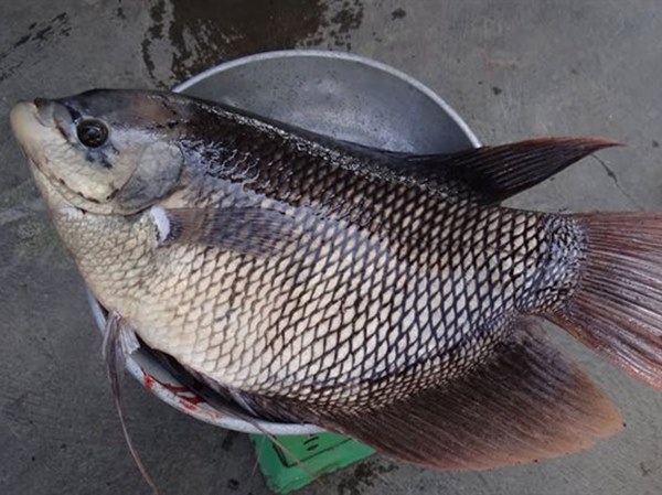 Nằm mơ thấy mua cá báo mộng điềm gì về tài chính?