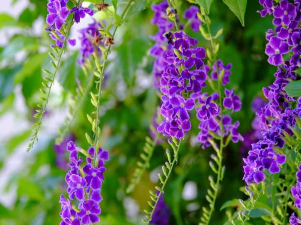 Nằm mộng thấy màu tím đánh con gì may mắn? Nằm mộng thấy màu tím đánh con gì may mắn?