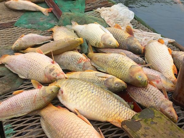 Nằm mơ thấy cá chết là điềm báo gì, có phải điềm dữ?