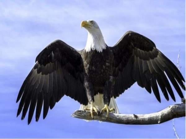 Mơ thấy chim ưng đánh con gì lộc lá?