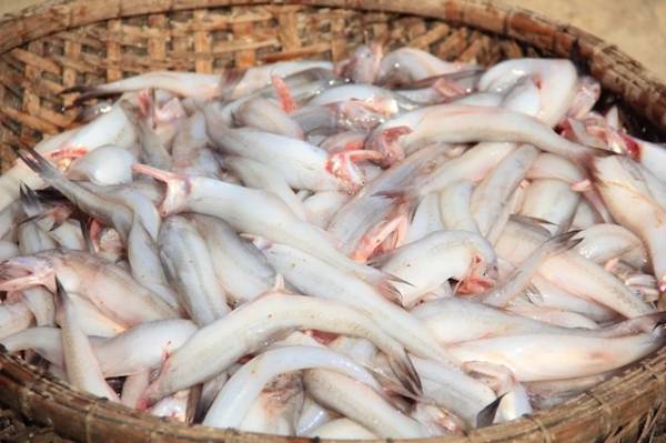 Mơ thấy nhiều cá báo điềm gì cho tài lộc và sự nghiệp?