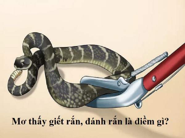 Nằm mơ thấy giết rắn có nghĩa gì, báo hiệu biến động gì?