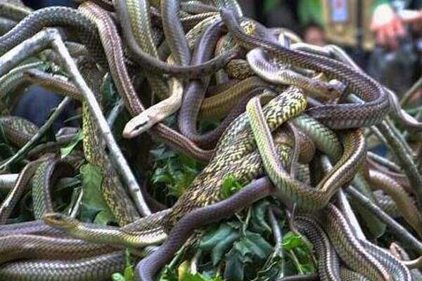 Mơ thấy nhiều rắn trong nhà