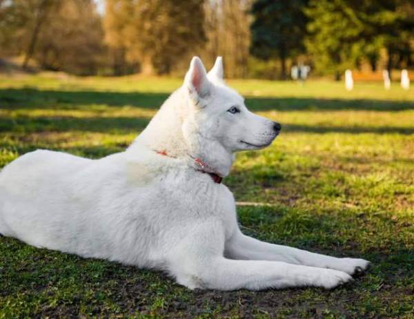 Nằm mơ thấy chó trắng là điềm gì: Cảnh báo hay may mắn? 