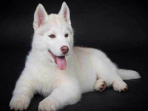 Ngủ mơ thấy chó trắng quấn quýt bên mình