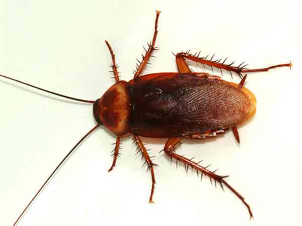 Nằm mơ thấy gián có số gì tài lộc có điềm báo gì Nằm mơ thấy gián có số gì tài lộc có điềm báo gì