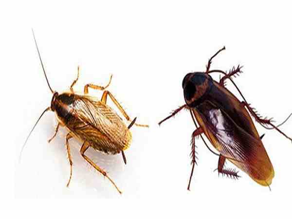 Nằm mơ thấy gián có số gì tài lộc có điềm báo gì Nằm mơ thấy gián có số gì tài lộc có điềm báo gì