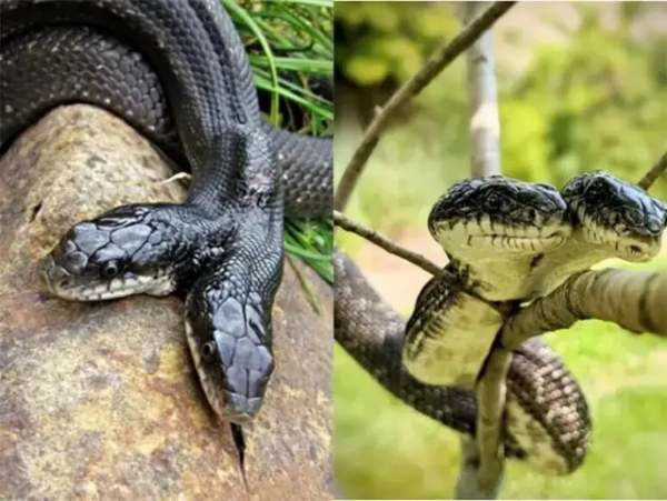 Nằm mơ thấy rắn 2 đầu cắn mình