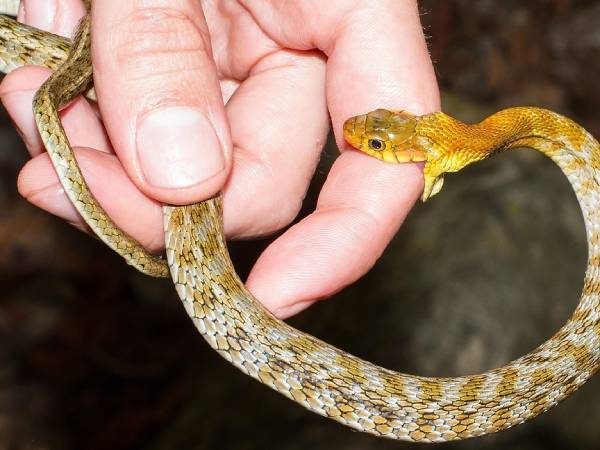 Chiêm bao thấy rắn độc cắn nhập viện