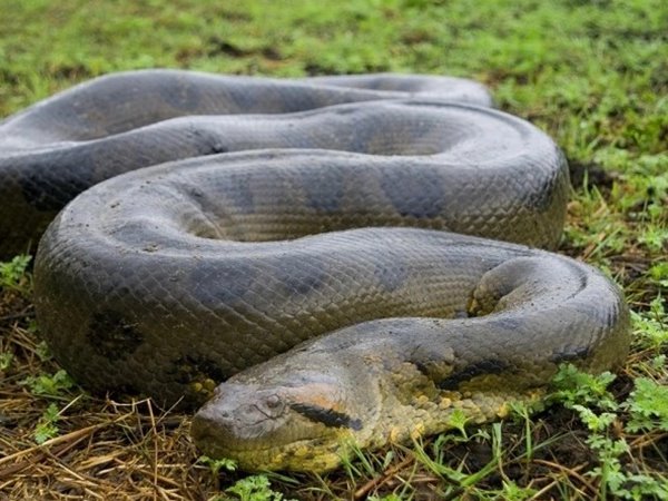 Mơ thấy rắn to là điềm gì, chọn con gì số mấy lộc lá?