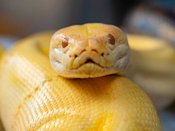 Nằm mơ thấy rắn vàng là điềm gì, thông điệp tốt hay xấu?