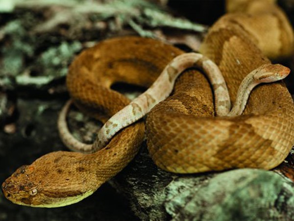 Nằm mơ thấy rắn vàng là điềm gì, thông điệp tốt hay xấu?