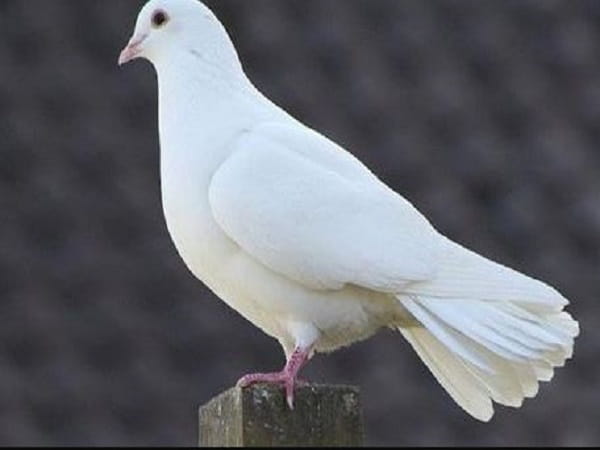 Mơ thấy bồ câu tốt hay xấu?