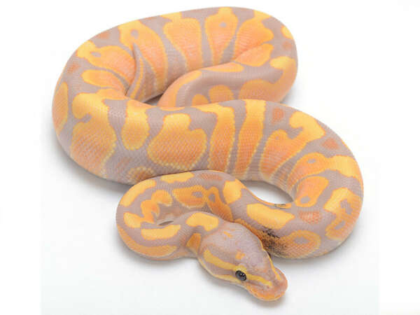 Ý nghĩa con trăn trong phong thủy Ý nghĩa con trăn trong phong thủy