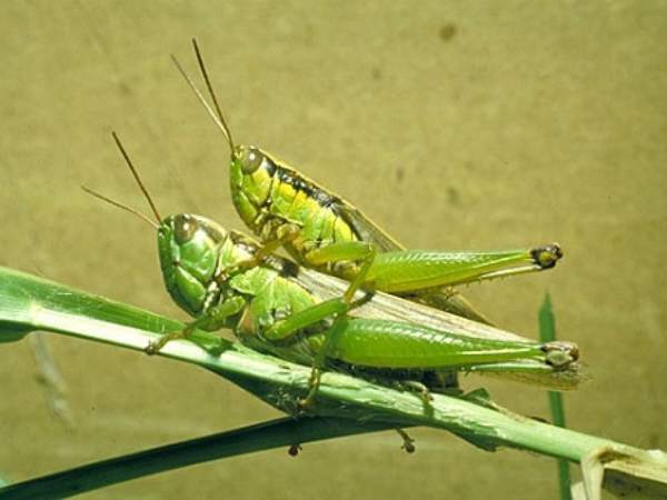 Con cào cào số mấy