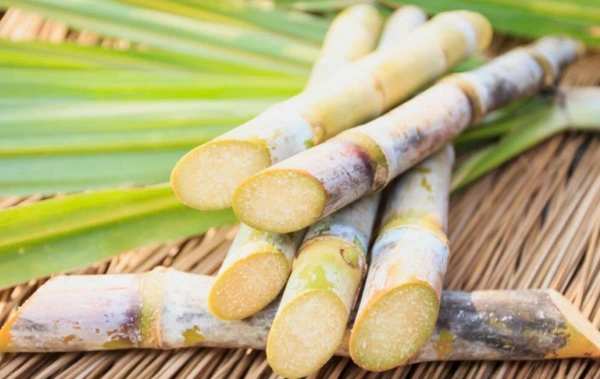 Mơ thấy mía Mơ thấy mía