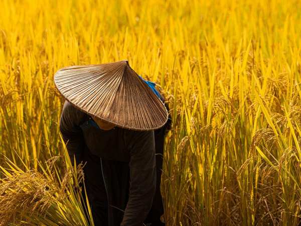 Nằm mơ thấy lúa Nằm mơ thấy lúa